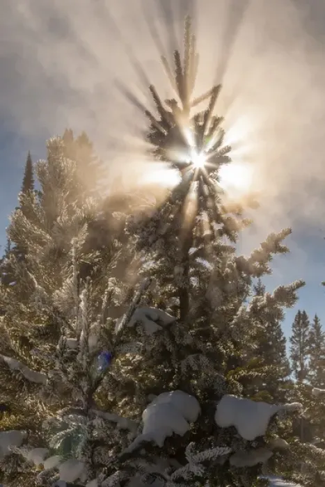 Framed Print : USA, Wyoming, Yellowstone National Park. Sunburst through tree in winter. Credit as Framed Print : USA, Wyoming, Yellowstone National Park. Sunburst through tree in winter. Credit as