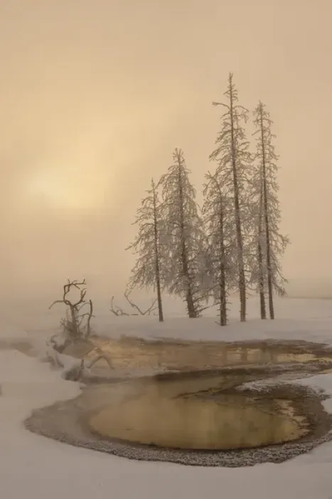 Framed Print : USA, Wyoming, Yellowstone National Park. Foggy winter scenic Framed Print : USA, Wyoming, Yellowstone National Park. Foggy winter scenic