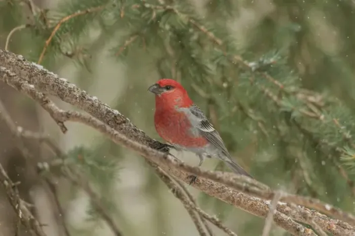 Framed Print : USA, Wyoming, Yellowstone National Park. Pine grosbeak bird in tree Framed Print : USA, Wyoming, Yellowstone National Park. Pine grosbeak bird in tree