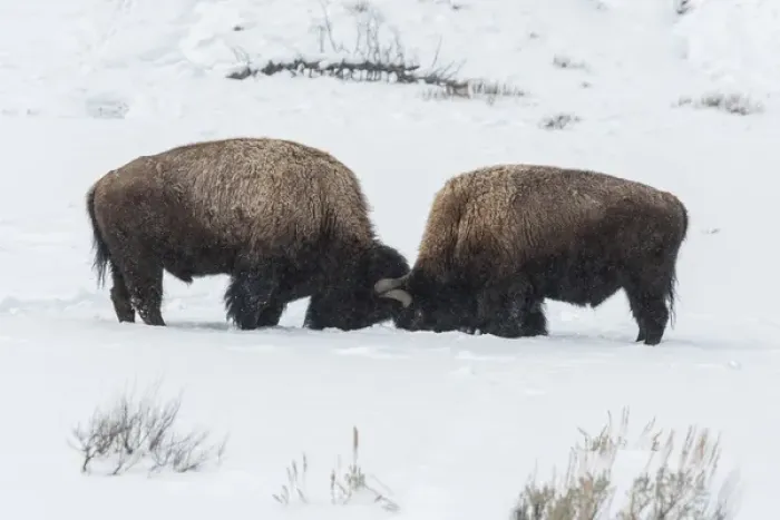 Framed Print : USA, Wyoming, Yellowstone National Park. Bisons sparring Framed Print : USA, Wyoming, Yellowstone National Park. Bisons sparring