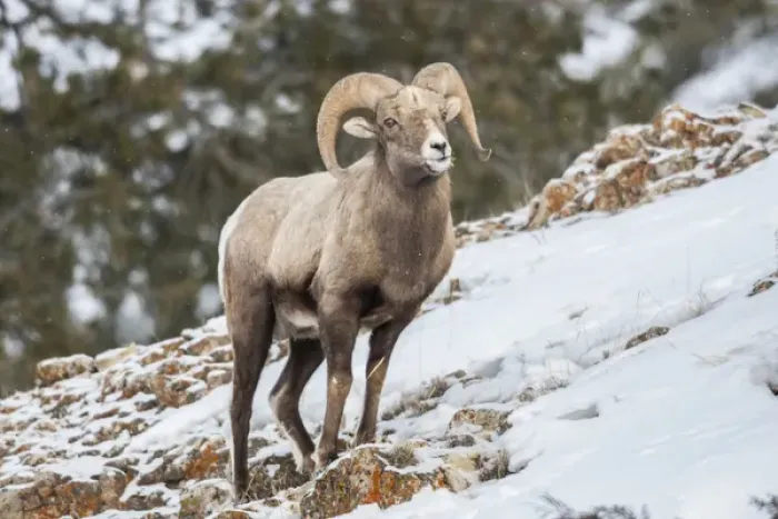 Framed Print : USA, Wyoming, Yellowstone National Park. Bighorn sheep standing in snow. Credit as