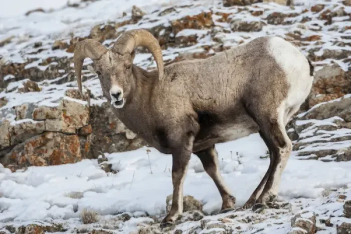 Framed Print : USA, Wyoming, Yellowstone National Park. Bighorn sheep standing in snow. Credit as Framed Print : USA, Wyoming, Yellowstone National Park. Bighorn sheep standing in snow. Credit as