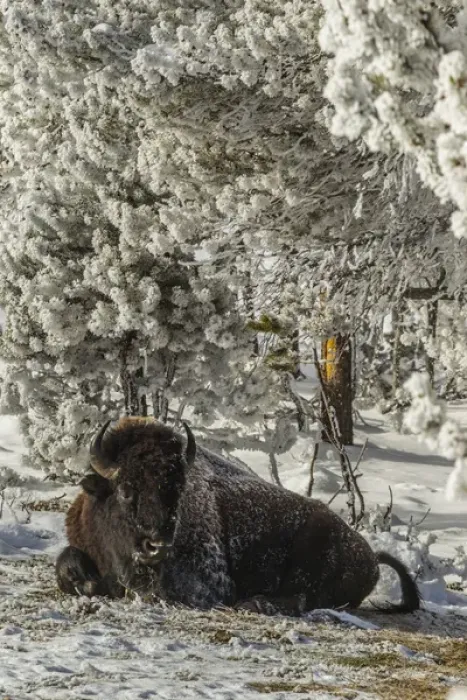 Framed Print : USA, Wyoming, Yellowstone National Park. Lone bison resting on snowy ground. Credit as Framed Print : USA, Wyoming, Yellowstone National Park. Lone bison resting on snowy ground. Credit as