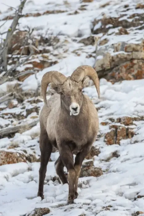Framed Print : USA, Wyoming, Yellowstone National Park. Bighorn sheep standing in snow. Credit as Framed Print : USA, Wyoming, Yellowstone National Park. Bighorn sheep standing in snow. Credit as