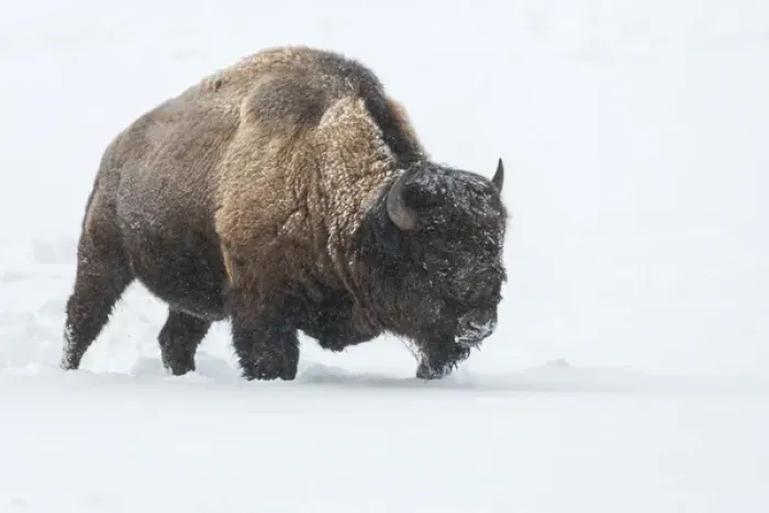 Framed Print : USA, Wyoming, Yellowstone National Park. Bison walking in snow Framed Print : USA, Wyoming, Yellowstone National Park. Bison walking in snow