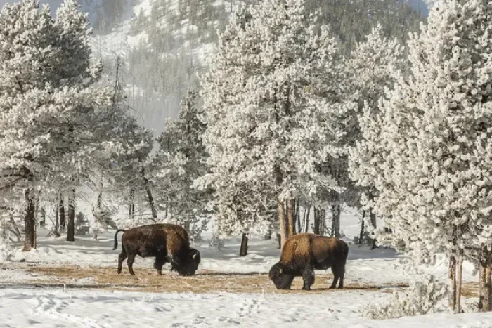 Framed Print : USA, Wyoming, Yellowstone National Park. Winter scenic of grazing bison. Credit as Framed Print : USA, Wyoming, Yellowstone National Park. Winter scenic of grazing bison. Credit as