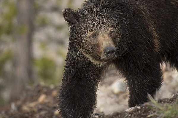 USA, Wyoming, Yellowstone National Park. Close-up of grizzly bear
