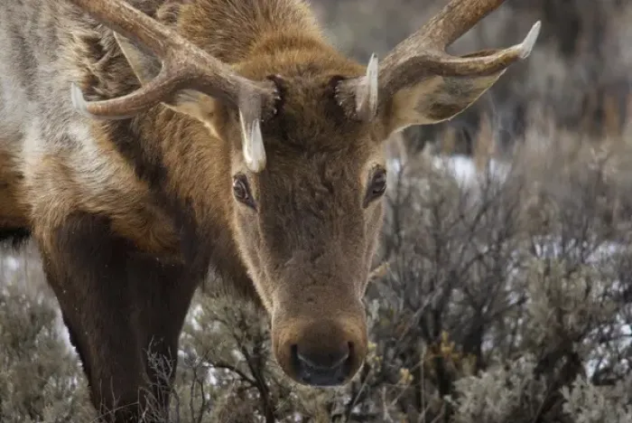 Framed Print : USA, Wyoming, Yellowstone National Park. Close-up of bull elk Framed Print : USA, Wyoming, Yellowstone National Park. Close-up of bull elk