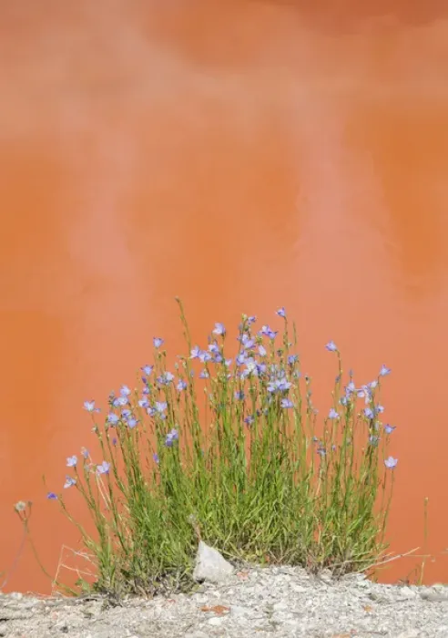 Framed Print : USA, Wyoming, Yellowstone National Park, Harebell flowers blooming beside Tomato Framed Print : USA, Wyoming, Yellowstone National Park, Harebell flowers blooming beside Tomato