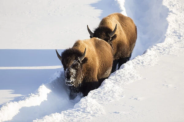 USA, Wyoming, Yellowstone National Park, Bison Cows walking down snow trail in winter