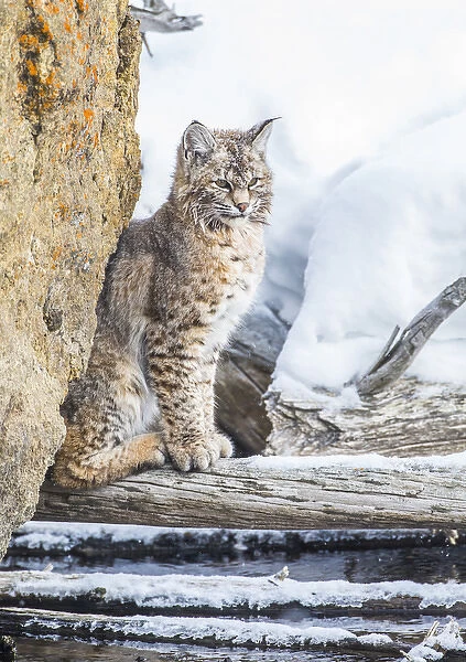 USA, Wyoming, Yellowstone National Park, A bobcat sits along the Madison River in winter