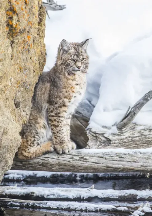 Framed Print : USA, Wyoming, Yellowstone National Park, A bobcat sits along the Madison River in winter