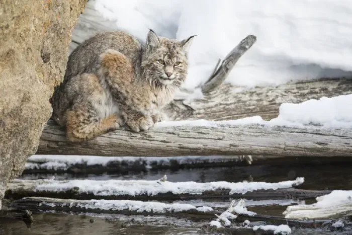 Framed Print : USA, Wyoming, Yellowstone National Park, Bobcat on log along Madison River Framed Print : USA, Wyoming, Yellowstone National Park, Bobcat on log along Madison River