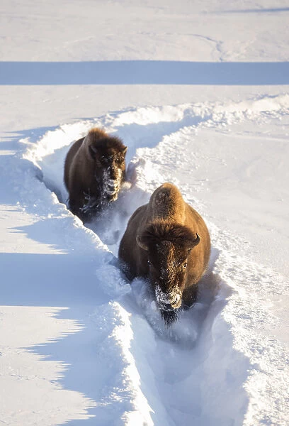 USA, Wyoming, Yellowstone National Park, Bison Cow and calf walking down snow trail