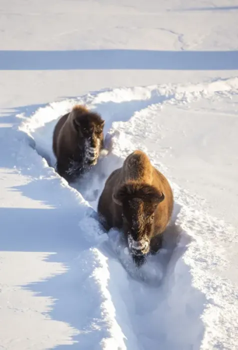 Framed Print : USA, Wyoming, Yellowstone National Park, Bison Cow and calf walking down snow trail Framed Print : USA, Wyoming, Yellowstone National Park, Bison Cow and calf walking down snow trail