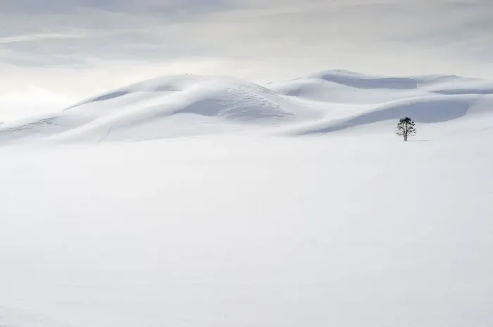 Framed Print : USA, Wyoming, Yellowstone National Park, winter, lone tree