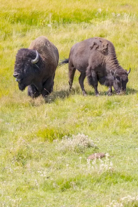Framed Print : USA, Wyoming, Yellowstone National Park. Two buffalo in grassy field Framed Print : USA, Wyoming, Yellowstone National Park. Two buffalo in grassy field