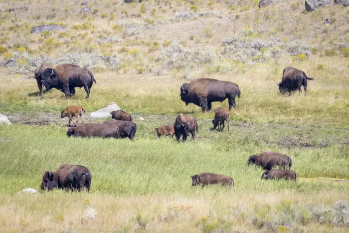Framed Print : USA, Wyoming, Yellowstone National Park. Buffalos in grassy meadow Framed Print : USA, Wyoming, Yellowstone National Park. Buffalos in grassy meadow