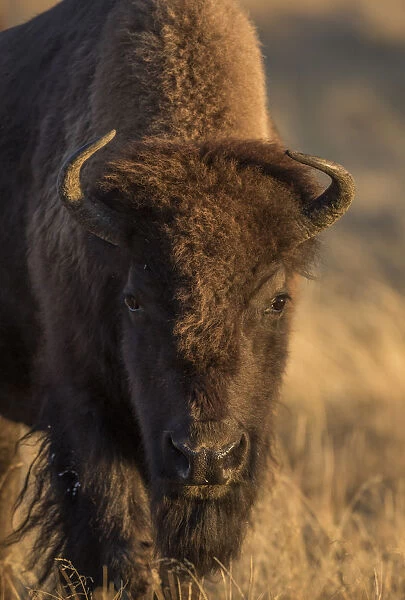 USA, Wyoming. Yellowstone National Park, cow bison poses for a in the autumn grasses
