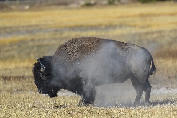 USA, Wyoming. Yellowstone National Park, bull Bison shaking the dust off of his coat