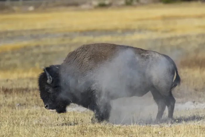 Framed Print : USA, Wyoming. Yellowstone National Park, bull Bison shaking the dust off of his coat Framed Print : USA, Wyoming. Yellowstone National Park, bull Bison shaking the dust off of his coat