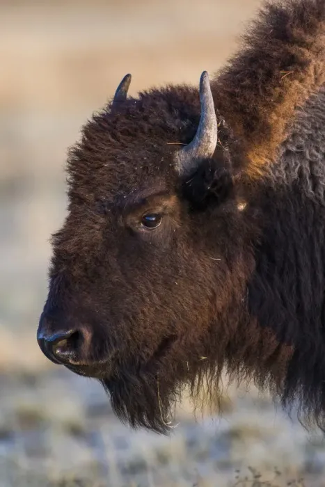Framed Print : USA, Wyoming. Yellowstone National Park, bison cow at Fountain Flats in autumn Framed Print : USA, Wyoming. Yellowstone National Park, bison cow at Fountain Flats in autumn