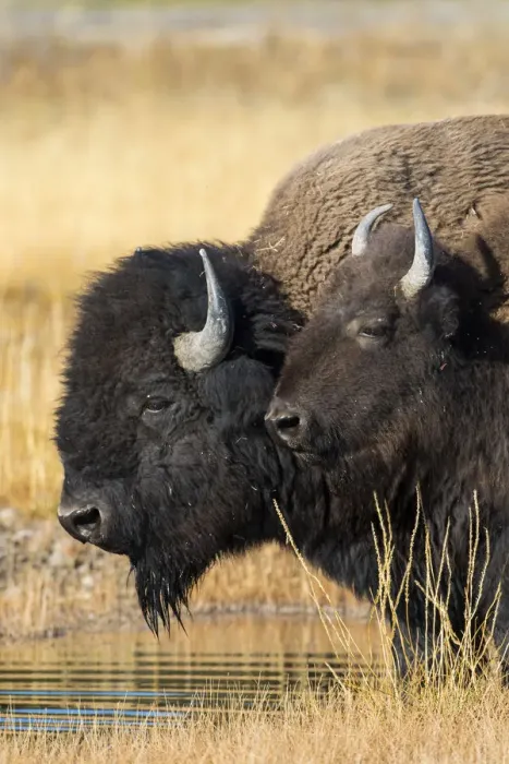 Framed Print : USA, Wyoming. Yellowstone National Park, bull Bison tends a cow along the Firehole River