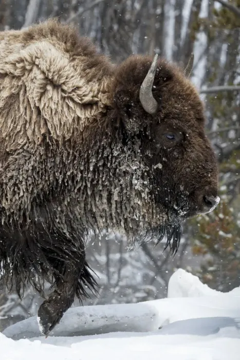 Framed Print : USA, Wyoming, Yellowstone National Park. American bison (Bos bison) struggles through the snow Framed Print : USA, Wyoming, Yellowstone National Park. American bison (Bos bison) struggles through the snow