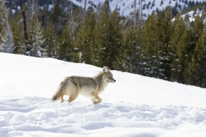Framed Print : USA, Wyoming, Yellowstone National Park. A coyote (Canis latrans) moving through