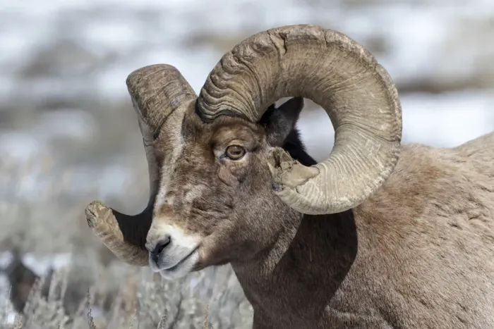 Framed Print : USA, Wyoming, Yellowstone National Park. Headshot of a bighorn sheep (Ovis canadensis) Framed Print : USA, Wyoming, Yellowstone National Park. Headshot of a bighorn sheep (Ovis canadensis)