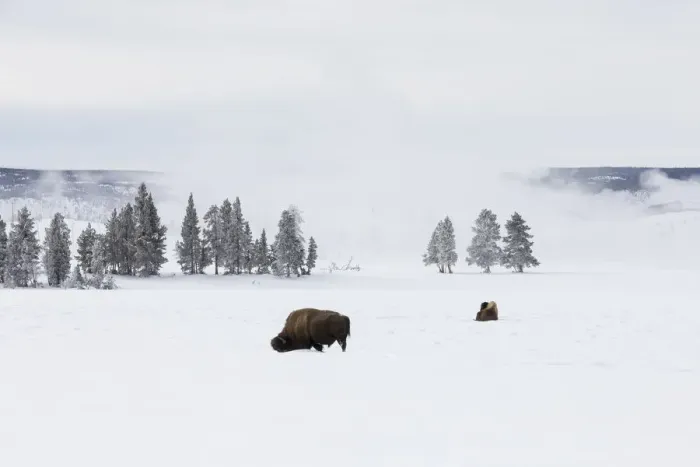 Framed Print : USA, Wyoming, Yellowstone National Park. American bison (Bos bison) struggling to Framed Print : USA, Wyoming, Yellowstone National Park. American bison (Bos bison) struggling to