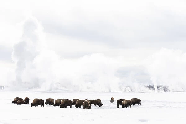 USA, Wyoming, Yellowstone National Park. American bison (Bos bison) struggling to