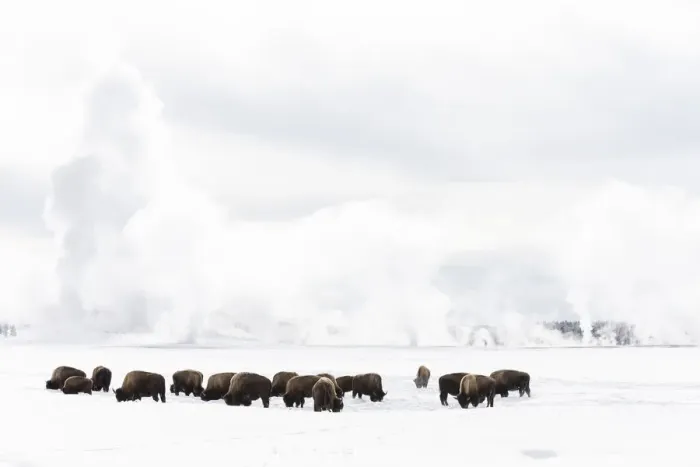 Framed Print : USA, Wyoming, Yellowstone National Park. American bison (Bos bison) struggling to Framed Print : USA, Wyoming, Yellowstone National Park. American bison (Bos bison) struggling to