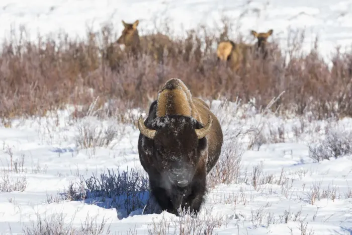 Framed Print : USA, Wyoming, Yellowstone National Park. A male bison pauses from eating grass while