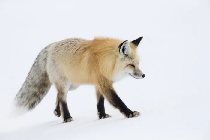 Framed Print : USA, Wyoming, Yellowstone National Park. A red fox (Vulpes vulpes) walking on top Framed Print : USA, Wyoming, Yellowstone National Park. A red fox (Vulpes vulpes) walking on top