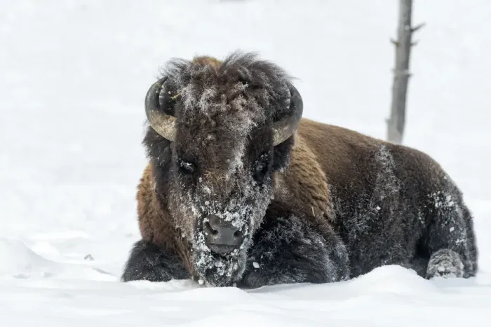 Framed Print : USA, Wyoming, Yellowstone National Park. A bison bull is covered in snow after foraging for grass Framed Print : USA, Wyoming, Yellowstone National Park. A bison bull is covered in snow after foraging for grass