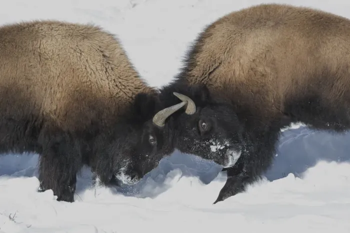 Framed Print : USA, Wyoming, Yellowstone National Park. Two young bison headbutting each other testing Framed Print : USA, Wyoming, Yellowstone National Park. Two young bison headbutting each other testing