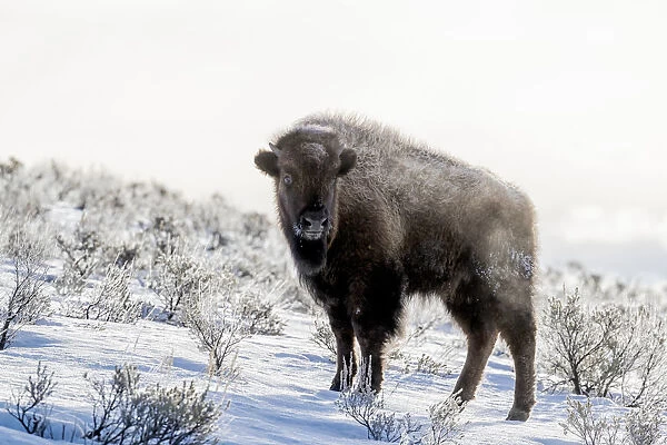 USA, Wyoming, Yellowstone National Park. American bison (Bos bison) standing in the