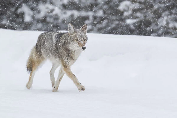 USA, Wyoming, Yellowstone National Park. A coyote (Canis latrans) trots along the