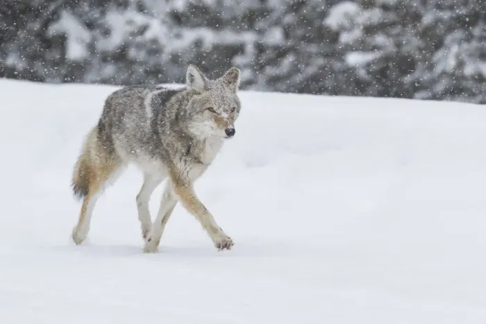 Framed Print : USA, Wyoming, Yellowstone National Park. A coyote (Canis latrans) trots along Framed Print : USA, Wyoming, Yellowstone National Park. A coyote (Canis latrans) trots along