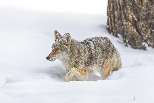 USA, Wyoming, Yellowstone National Park. A coyote (Canis latrans) working its way