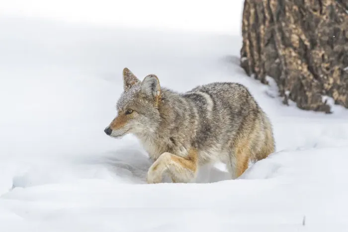 Framed Print : USA, Wyoming, Yellowstone National Park. A coyote (Canis latrans) working its way Framed Print : USA, Wyoming, Yellowstone National Park. A coyote (Canis latrans) working its way