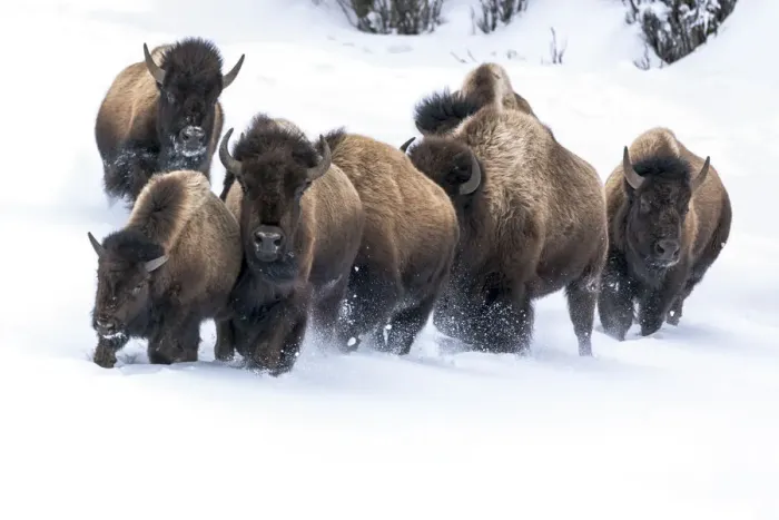 Framed Print : USA, Wyoming, Yellowstone National Park. American bison (Bos bison) beginning to