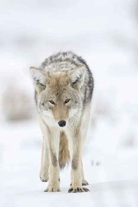 Framed Print : USA, Wyoming, Yellowstone National Park. Portrait of a coyote in the sage and snow Framed Print : USA, Wyoming, Yellowstone National Park. Portrait of a coyote in the sage and snow