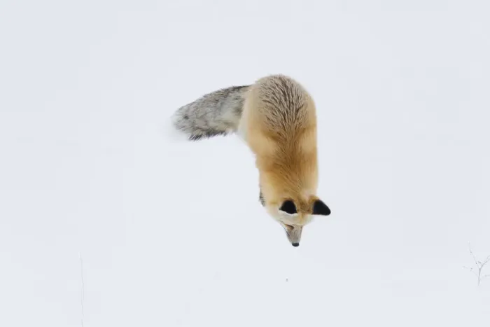 Framed Print : Usa, Wyoming, Yellowstone National Park. Red fox leaping to break through the snow to get a rodent Framed Print : Usa, Wyoming, Yellowstone National Park. Red fox leaping to break through the snow to get a rodent