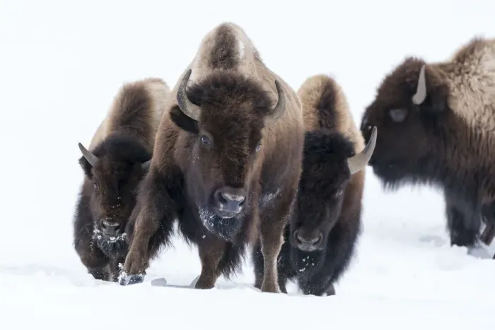 Framed Print : USA, Wyoming, Yellowstone National Park. American bison (Bos bison) beginning to