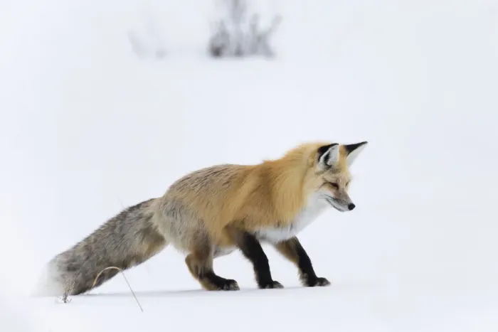 Framed Print : Usa, Wyoming, Yellowstone National Park. Red fox, having heard a rodent under Framed Print : Usa, Wyoming, Yellowstone National Park. Red fox, having heard a rodent under