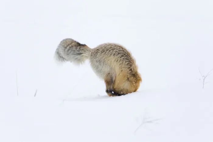 Framed Print : Usa, Wyoming, Yellowstone National Park. Red fox is headfirst in the snow to get a rodent Framed Print : Usa, Wyoming, Yellowstone National Park. Red fox is headfirst in the snow to get a rodent