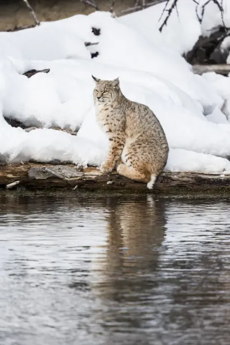 Framed Print : Usa, Wyoming, Yellowstone National Park. Bobcat hovers alongside the Madison River Framed Print : Usa, Wyoming, Yellowstone National Park. Bobcat hovers alongside the Madison River
