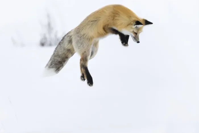 Framed Print : Usa, Wyoming, Yellowstone National Park. Red fox leaping to break through the snow to get a rodent Framed Print : Usa, Wyoming, Yellowstone National Park. Red fox leaping to break through the snow to get a rodent